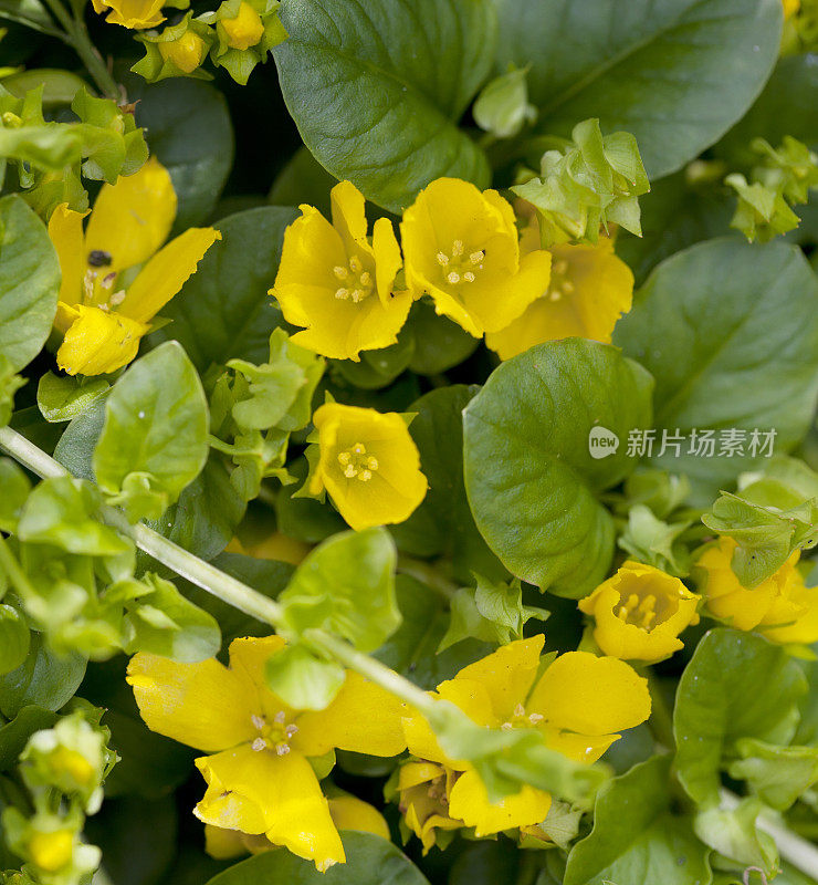 Moneywort, creepjenny (Lysimachia nummularia)